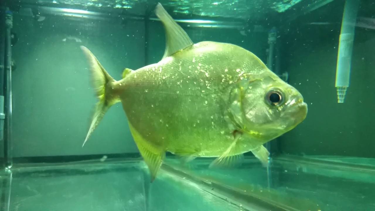 Serrasalmus Brandtii piranha