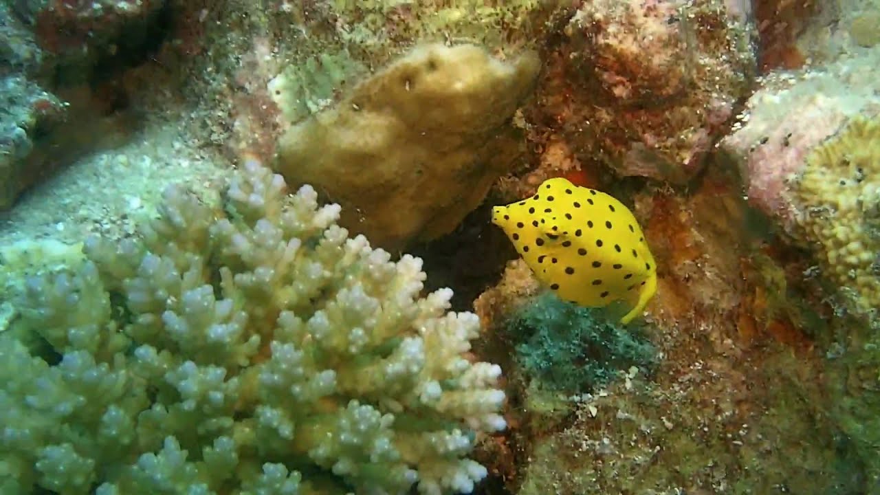Yellow Boxfish (Ostracion cubicus) Juvenile - 01