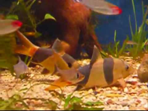 Chromobotia macracanthus