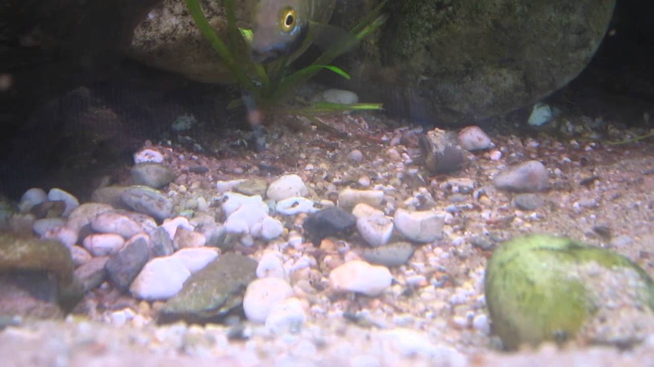 A.Altifrons whit fry