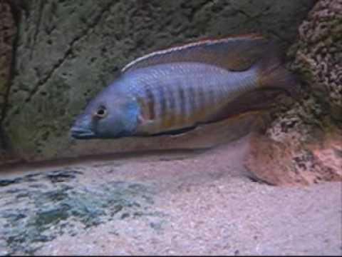 Malawi Cichlid Mylochromis Gracilis