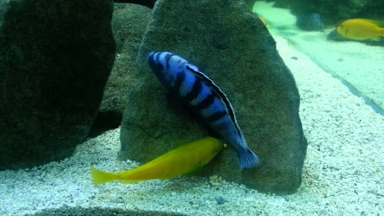 Pseudotropheus Saulosi Breeding - Female picking up eggs