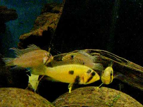 Apistogramma barlowi, aggressive behaviour.