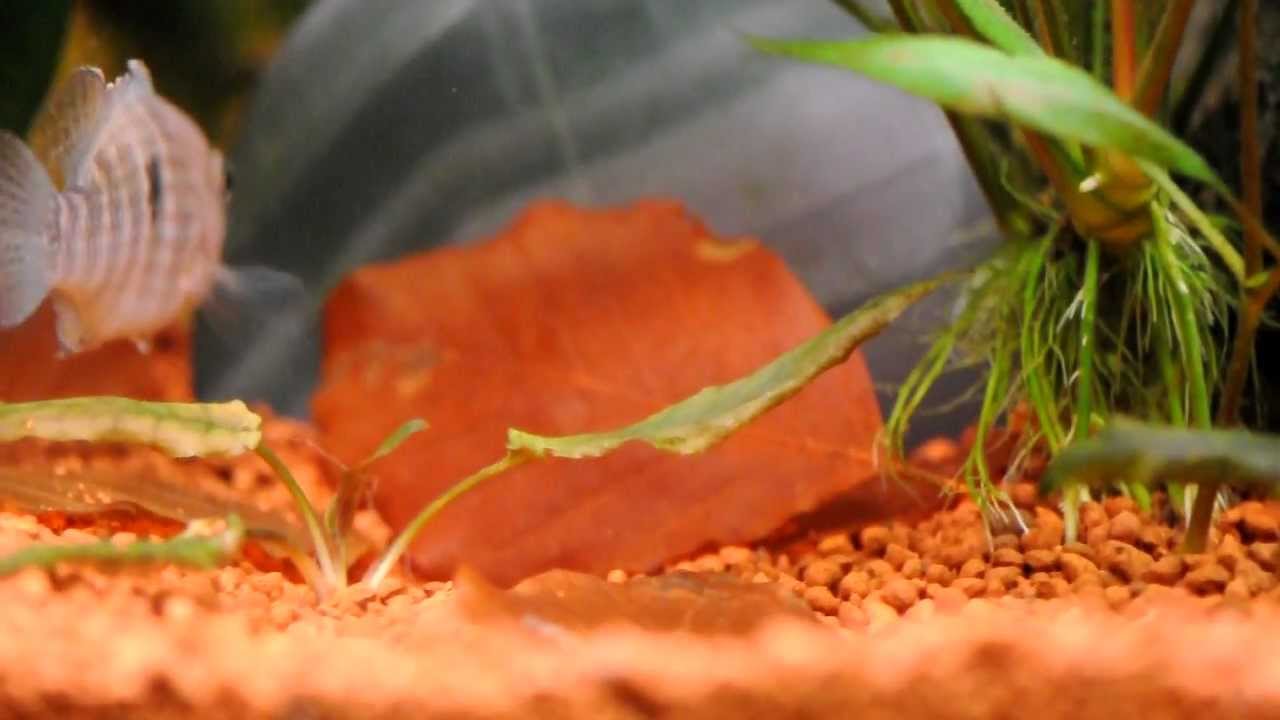 Tahuantinsuyoa macantzatza brood part 2