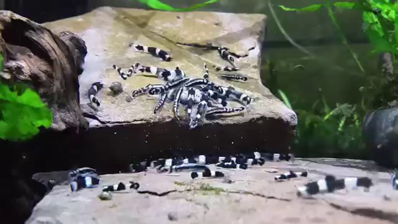 Panda-Bergbachschmerle (Yaoshania pachychilus) fressen Sealife Green Paste