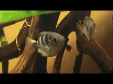 Toxotes microlepis feeding prepared and live food