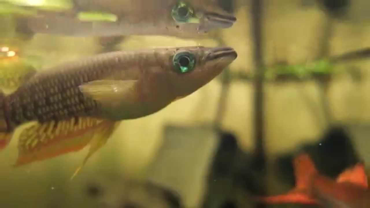 Линеатус (Aplocheilus lineatus)