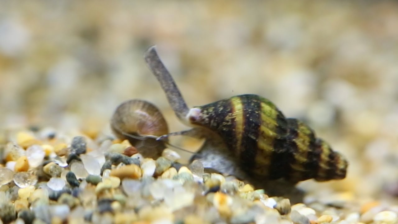 【charm】キラー・スネールの捕食!! - Assassin Snail Clea helena -