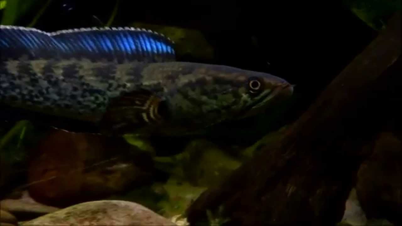 Channa stewartii. Var Special