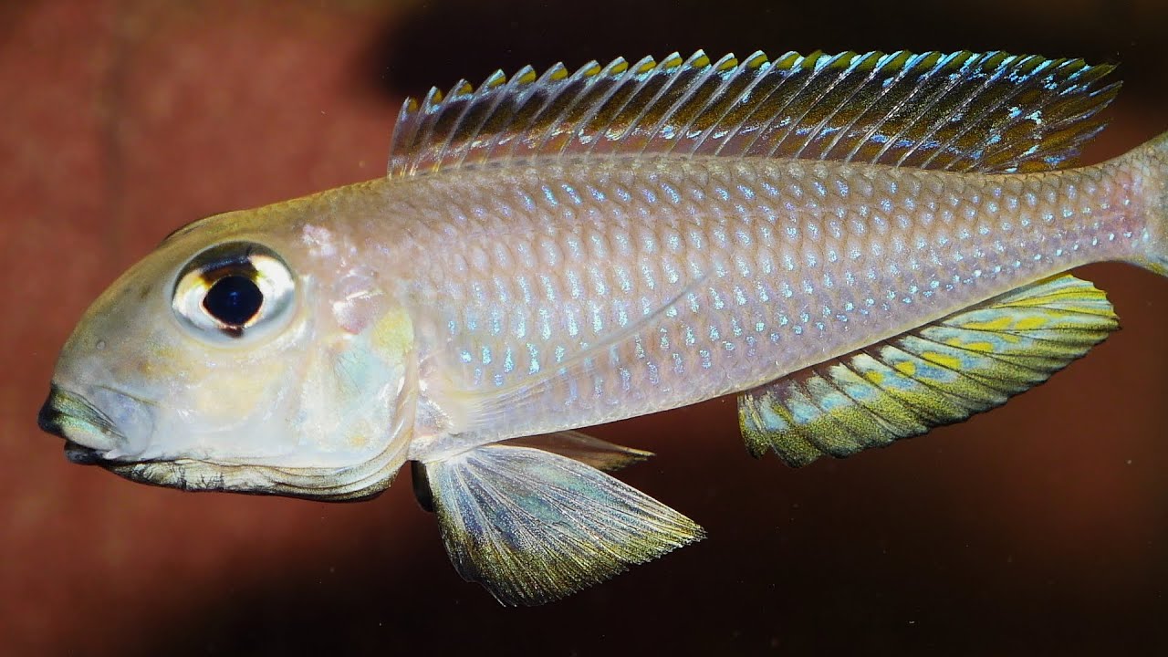 Imponierende Xenotilapia boulengeri Männchen