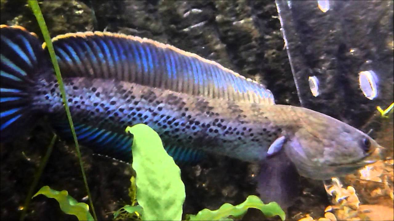 Angry Channa Stewartii Displaying