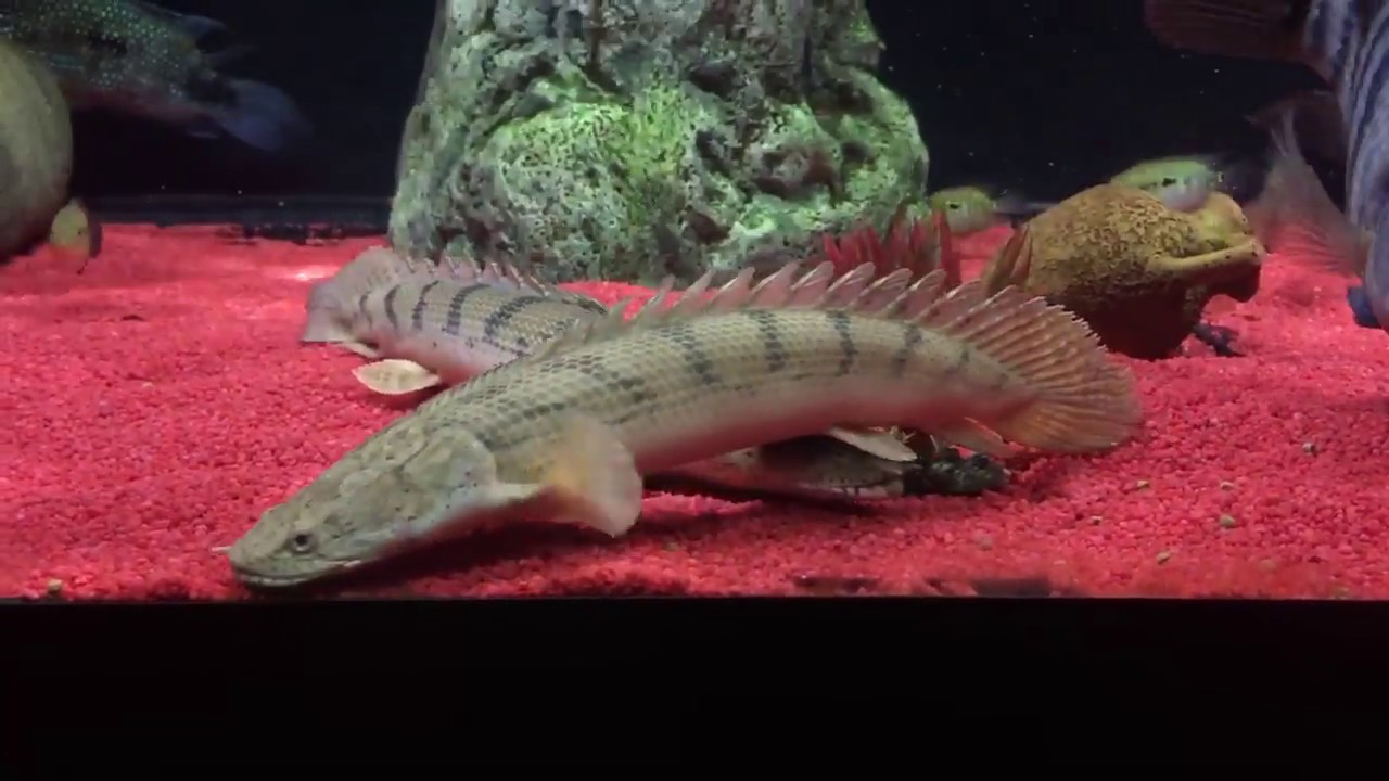 Polypterus Congicus
