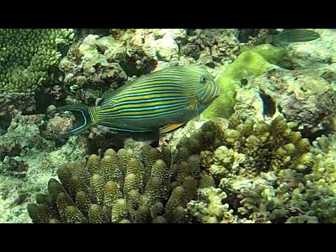Lined Surgeonfish - Pesce Chirurgo in pigiama - Acanthurus lineatus - www.intotheblue.it
