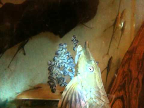 Sturisoma Aureum fry hatching