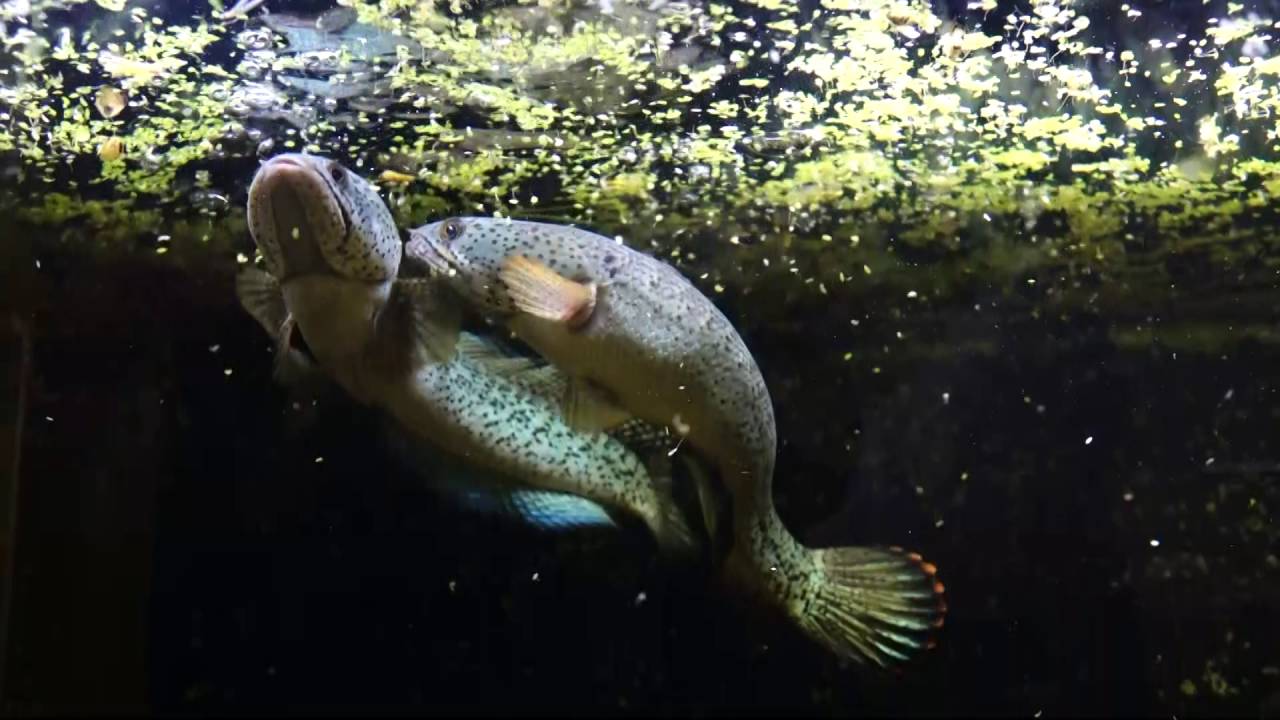 Channa barca feeding