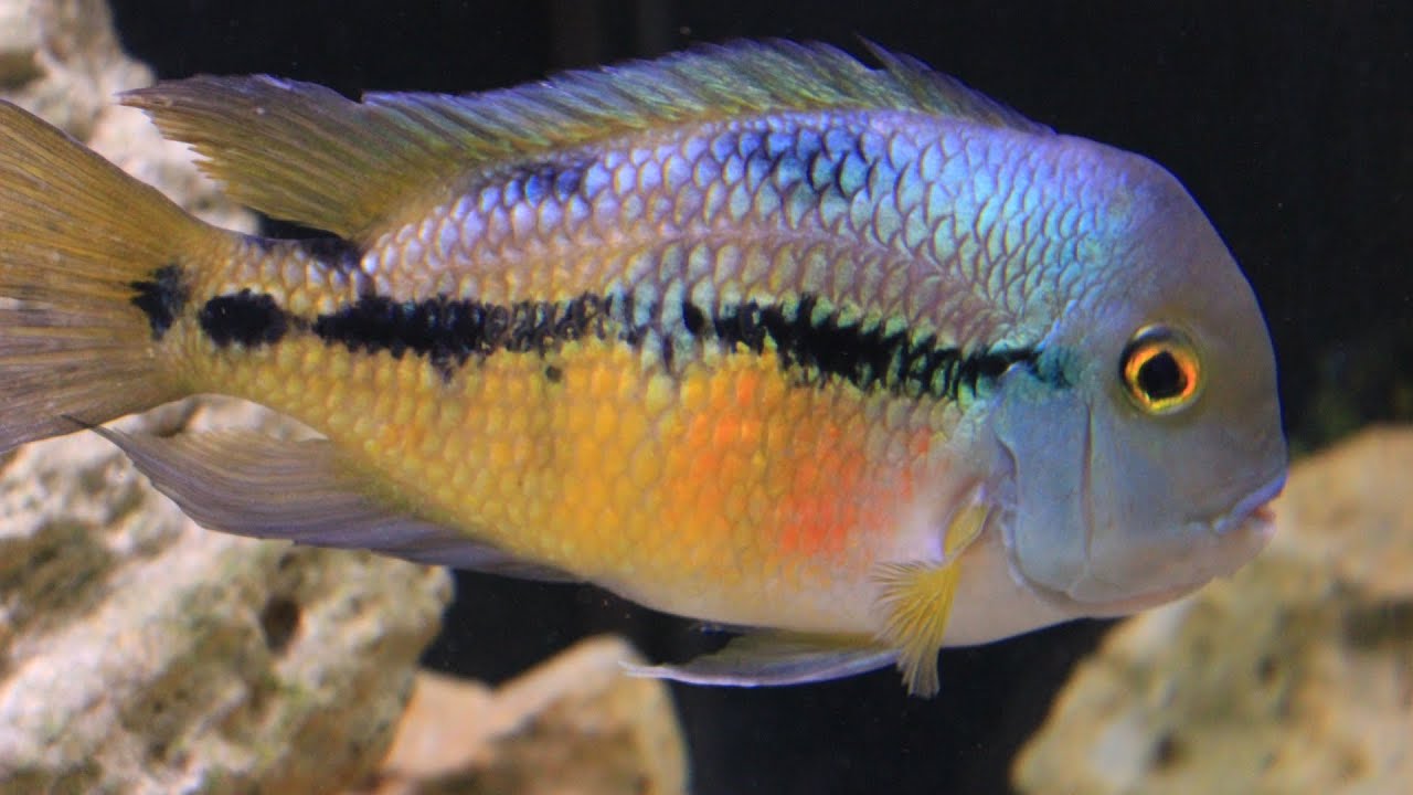 American Cichlid Species - Hypsophrys nicaraguensis "Nicaraguan Cichlid" Female
