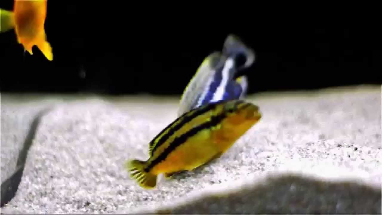 Malawi Cichlids Breeding - Close Up - Melanochromis Auratus