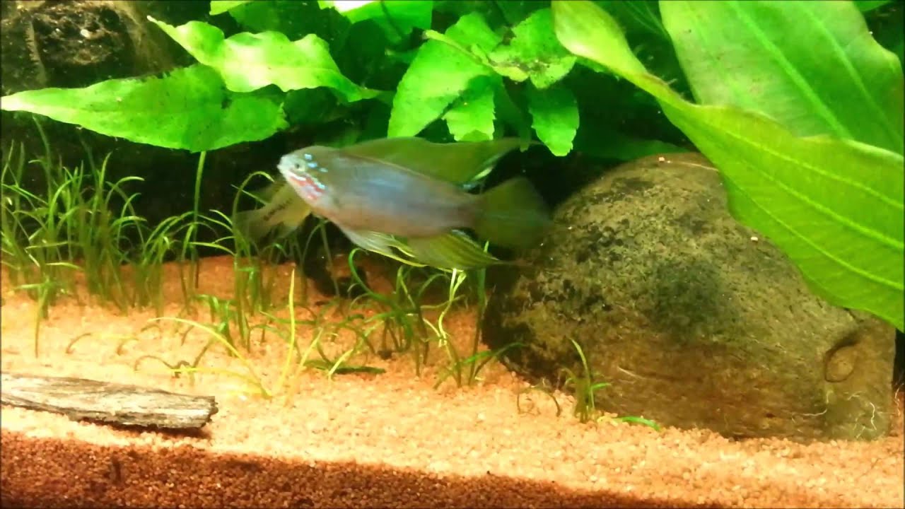 Apistogramma Borellii Opal - primi approcci della coppia