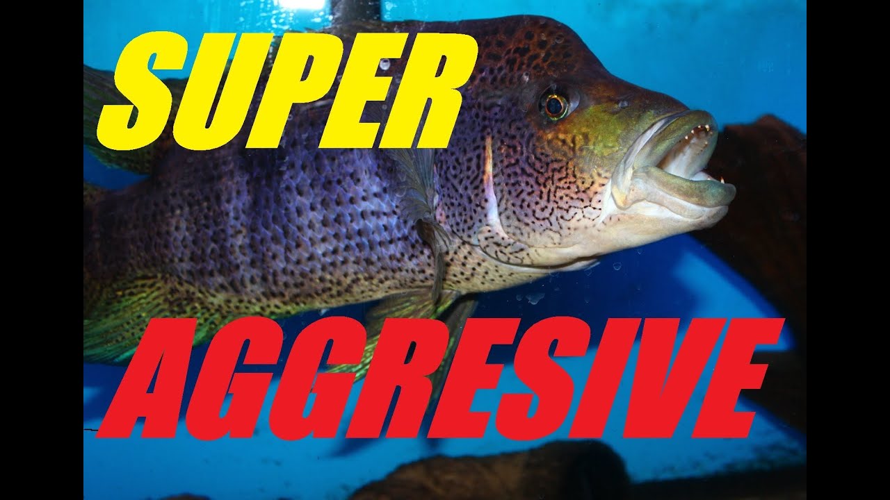 Super Aggressive Fish - Update on the Big Bad Wolf Cichlid "Parachromis dovii"