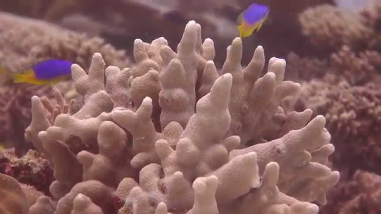 Blue-yellow Damsel (Pomacentrus caeruleus)