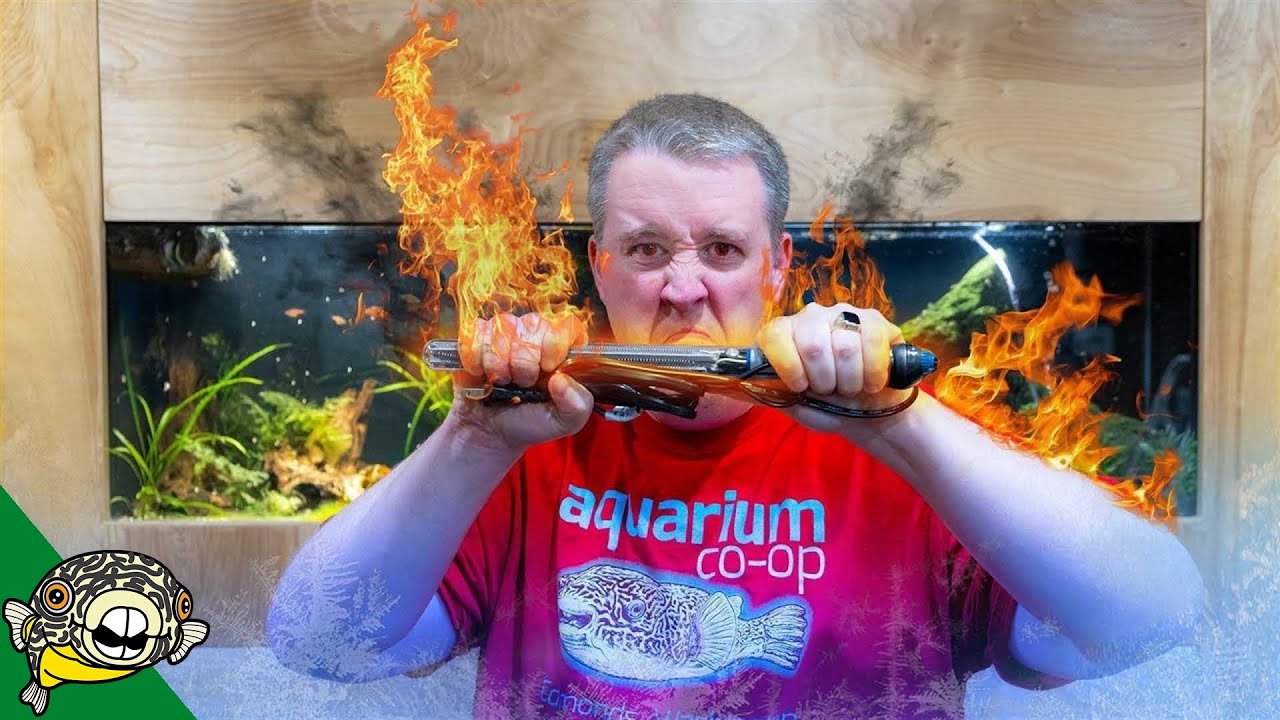 YOUR Freshwater Fish Tank Probably Doesn't Need a Heater!