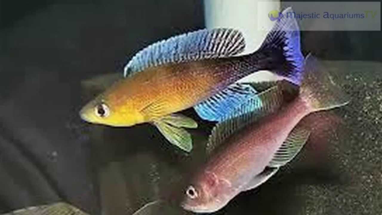 Cyprichromis leptosoma Cichlids
