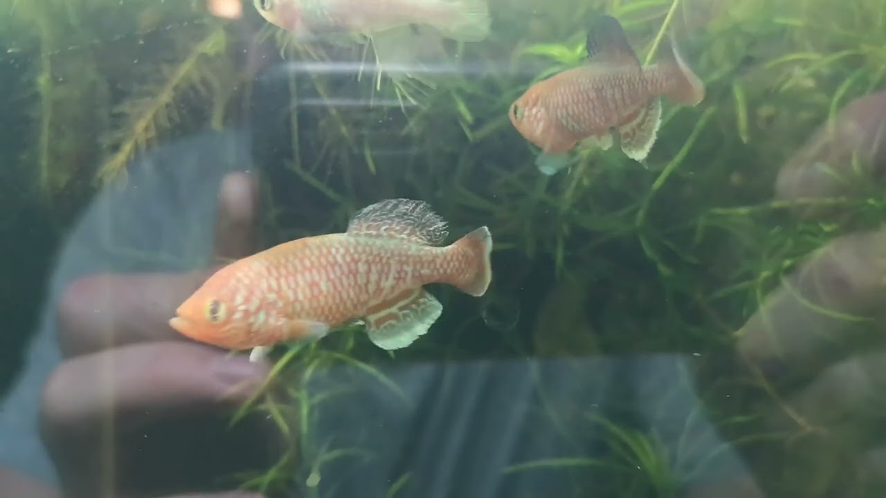 Nothobranchius kafuensis Kayuni ZAM 09-1