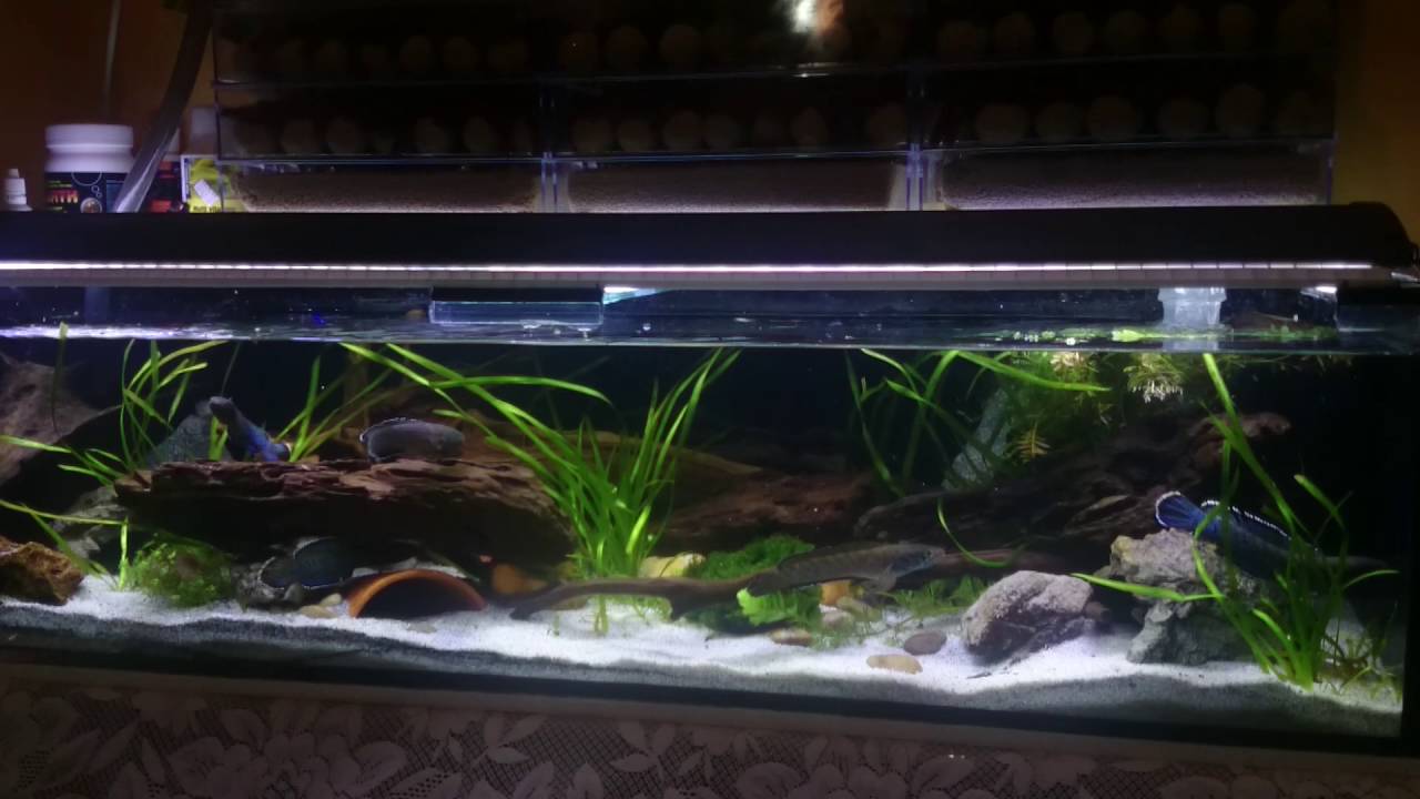 Channa pardalis swimming together