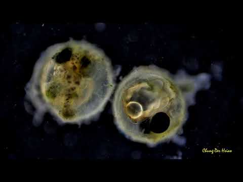 Medaka (Oryzias latipes) embryos with 4K video quality