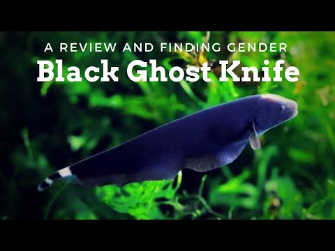 Most Unusual Aquarium Fish... Jet Black Fish!!