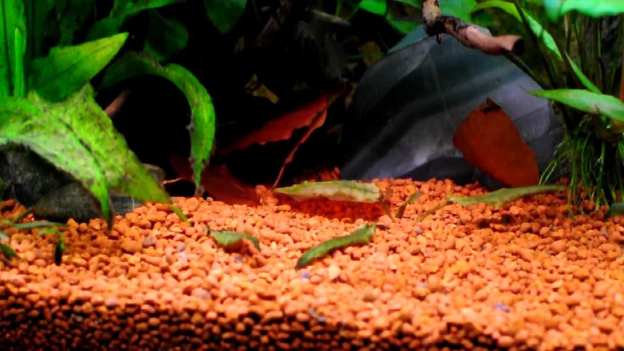 Tahuantinsuyoa macantzatza spawning