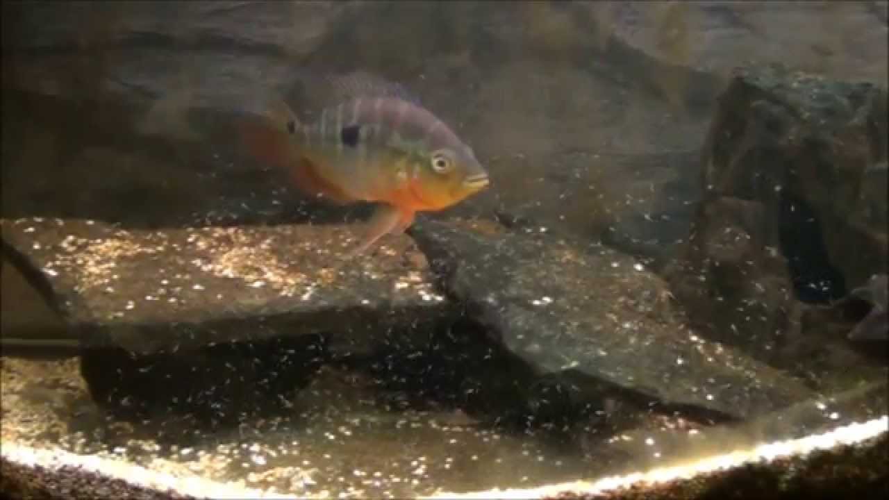 WC Caquetaia spectabilis with 2 day fry