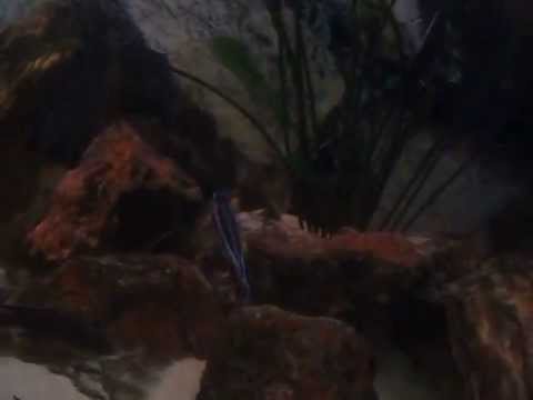 cynotilapia afra chewere breeding