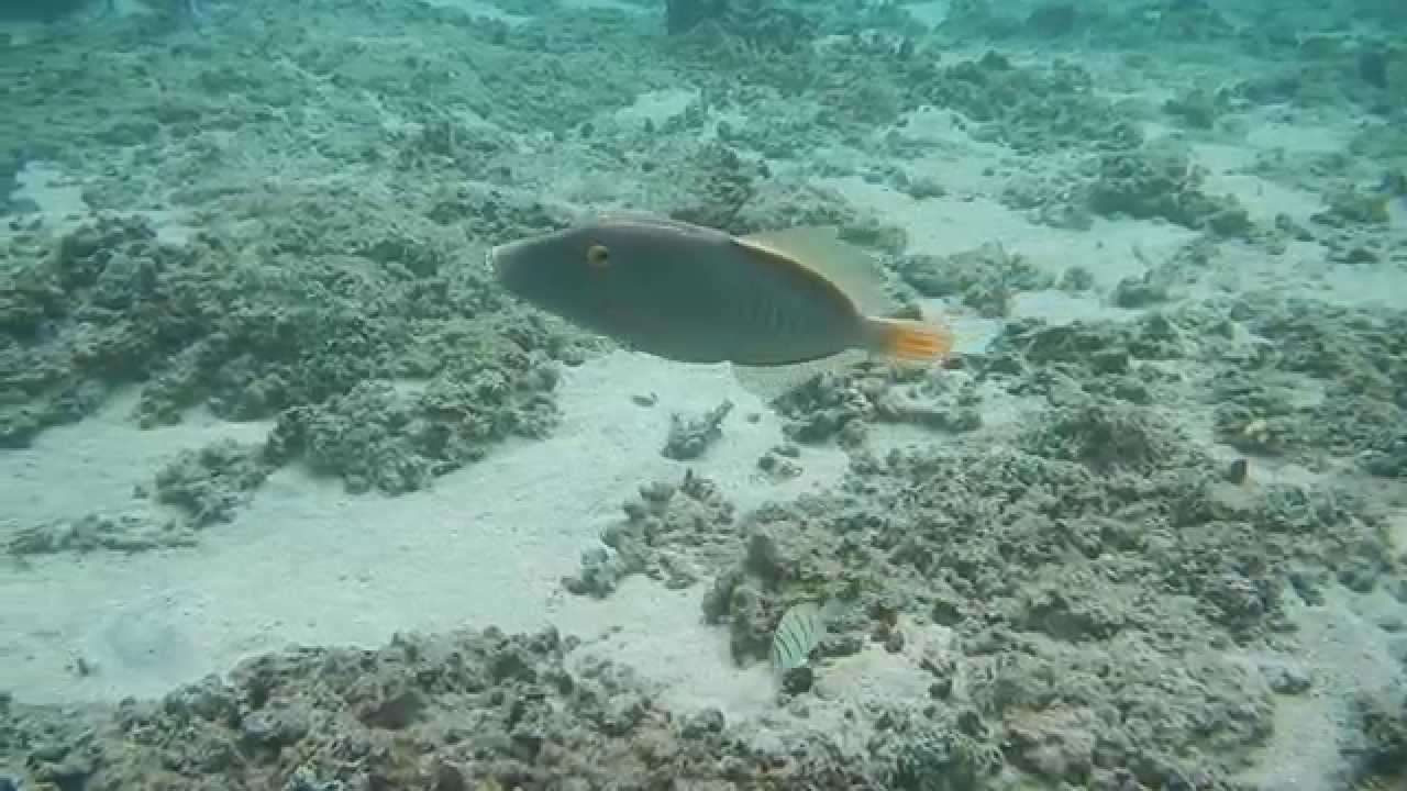 Monacanthe Rayé 25/04/2015 Run