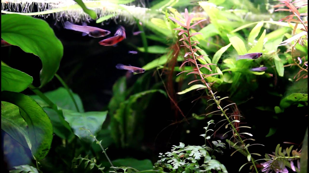 Micropoecilia picta "Pfauenaugenkärpfling"