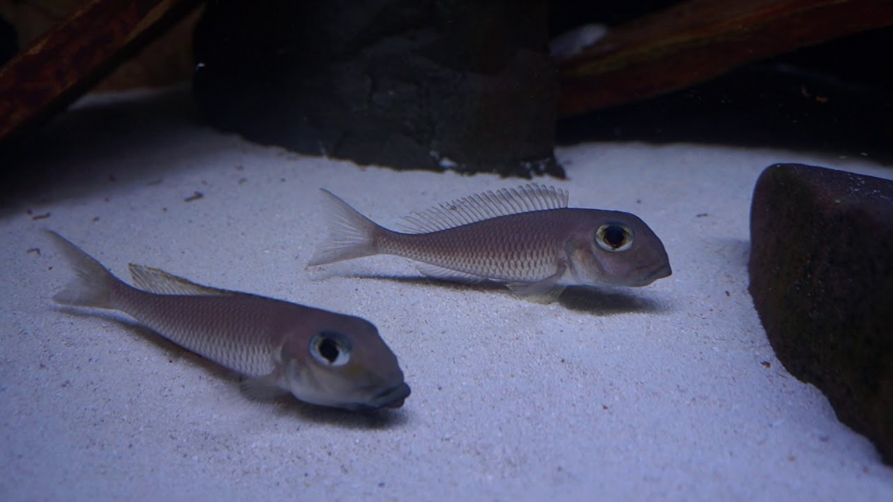 Xenotilapia boulengeri  Kigoma (wild fish)