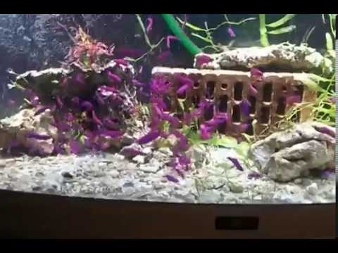 Nachzucht Pseudochromis fridmani 180 Tiere