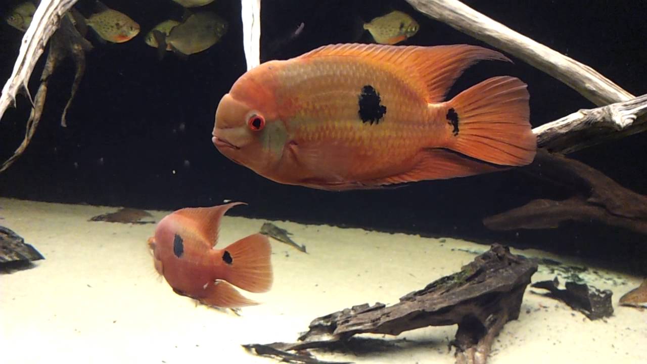 Hypselecara temporalis - AquaInfo