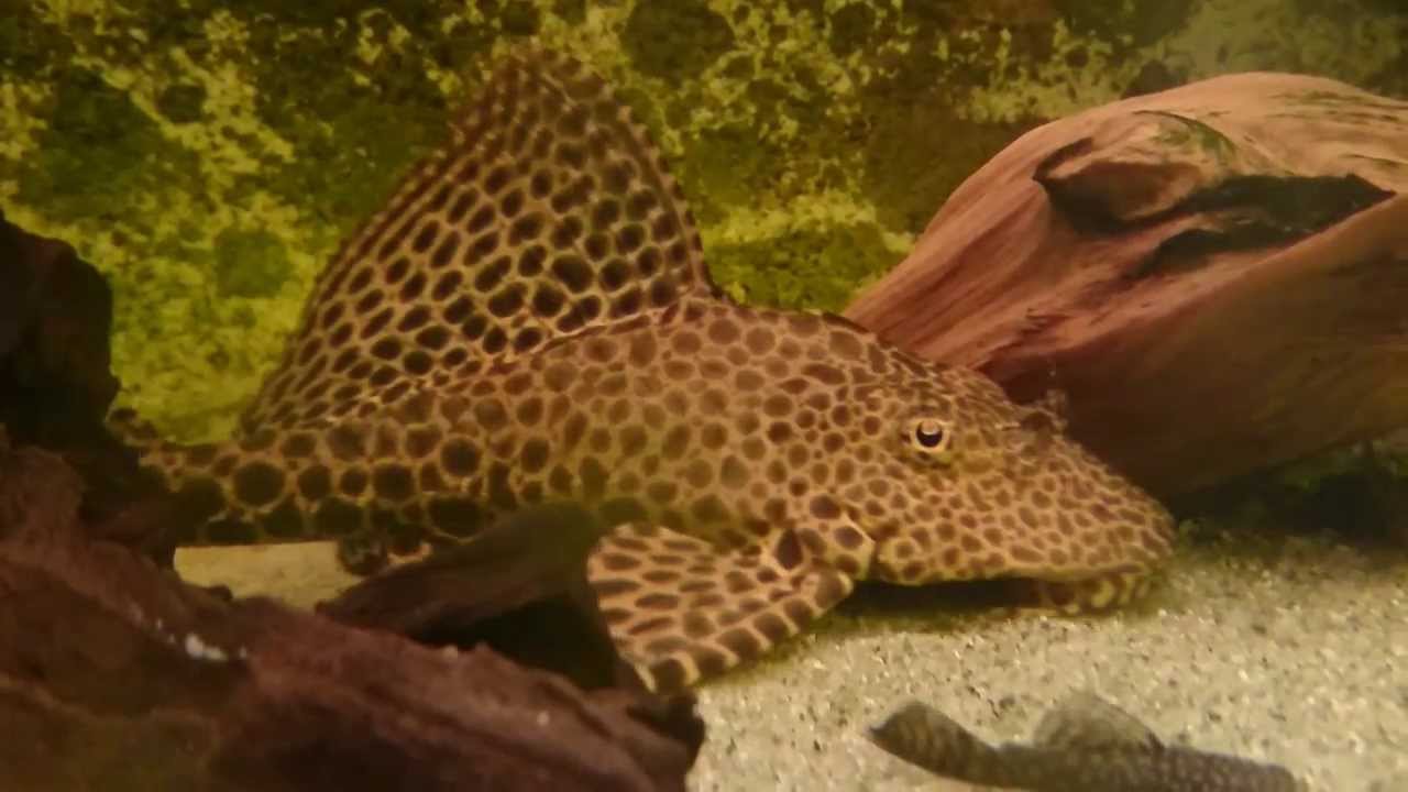 L165 Pterygoplichthys gibbiceps - Xperia Z1 Testvideo 1080p