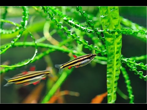 Nannostomus marginatus