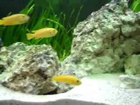 Pseudotropheus saulosi