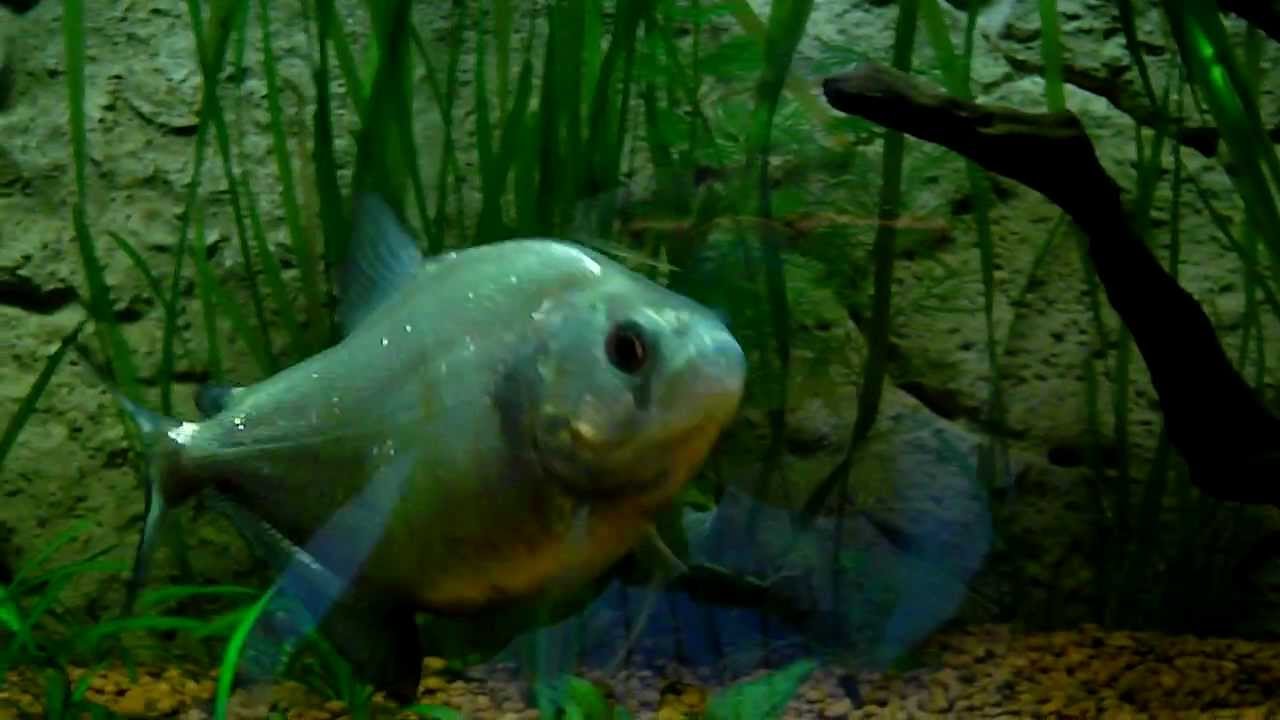 Serrasalmus Spilopleura Ruby Red.AVI