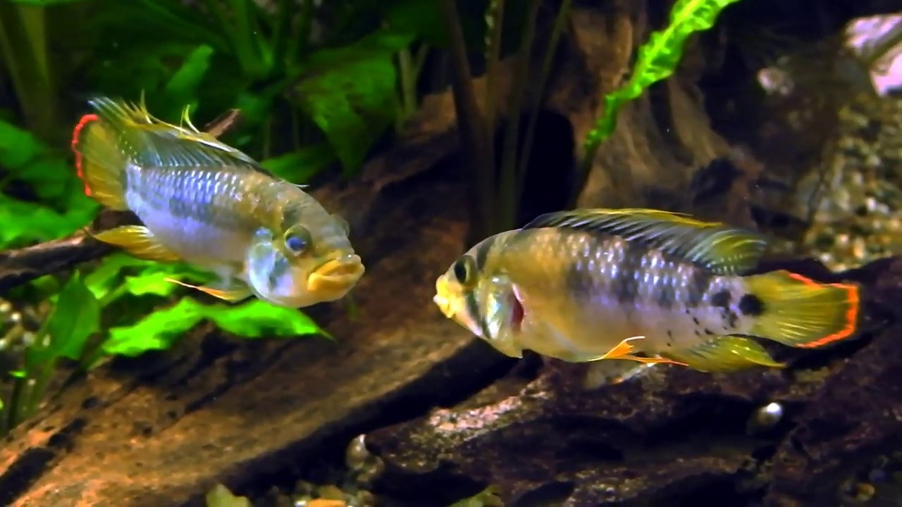 Apistogramma baenschi, Males sparring!