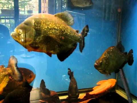 黃金布蘭提(Serrasalmus Brandtii )吃飼料