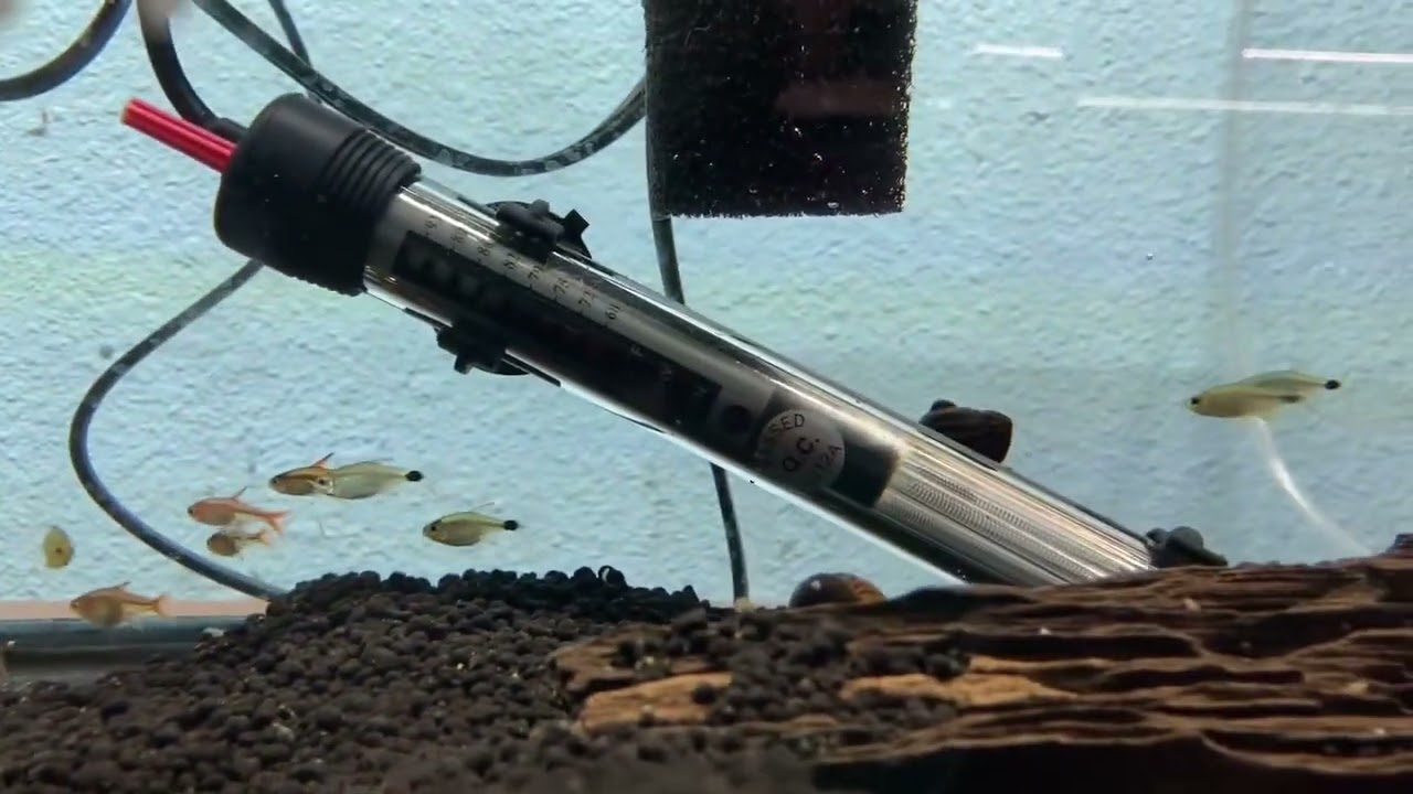 Tetra: Kitty Tetra (Hyphessobrycon heliacus)