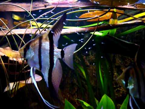 Pterophyllum scalare met jongen