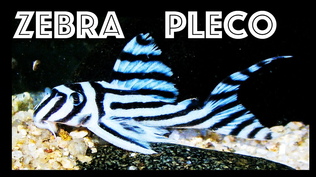 Zebra pleco, Hypancistrus zebra living in Rio Xingu biotope aquarium