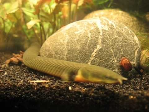 Erpetoichthys calabaricus