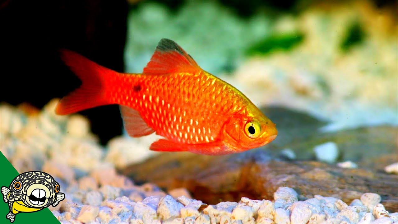 Rosy Barb Profile. Pethia conchonius A neat cool water fish.