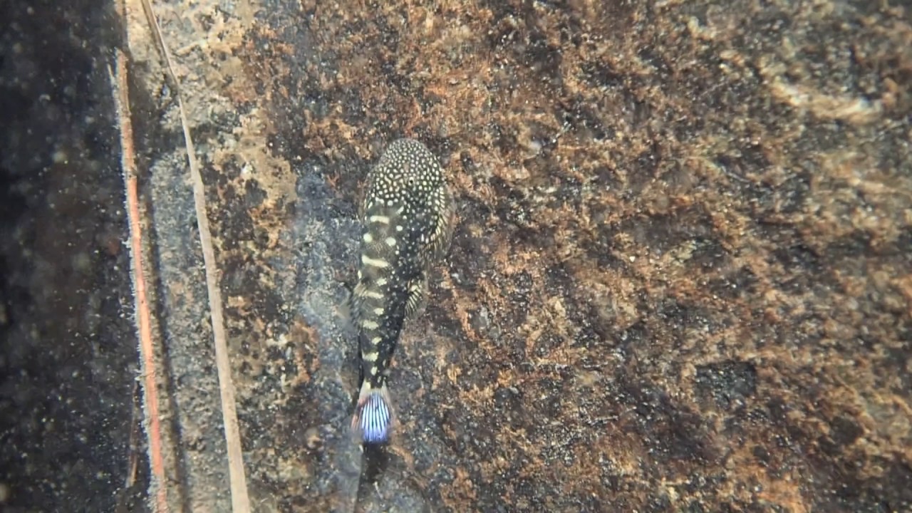 Gastromyzon farragus (Borneo sucker) from Sarawak.